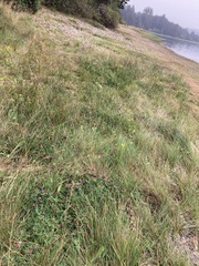 Trifolium wormskioldii