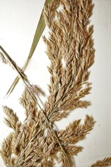 Arctagrostis arundinacea