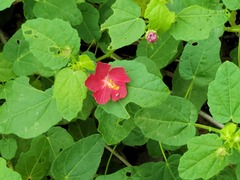 Pavonia lasiopetala