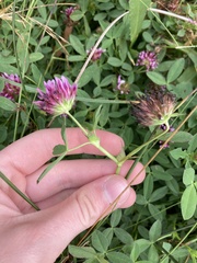 Trifolium wormskioldii