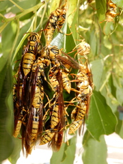 Polistes rothneyi