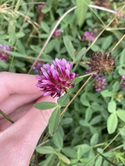Trifolium wormskioldii