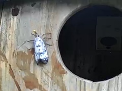 Pyrops watanabei