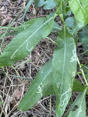 Cirsium arvense integrifolium