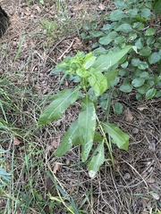 Cirsium arvense integrifolium