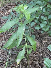 Cirsium arvense integrifolium
