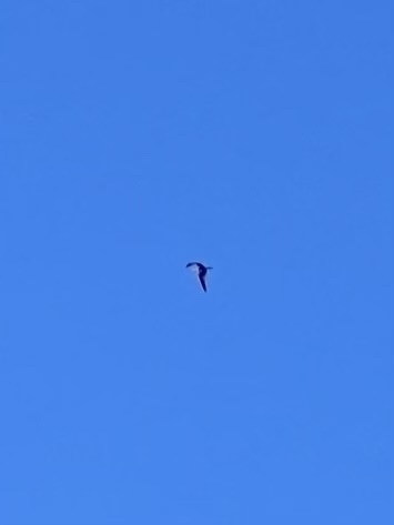Aves observed 2022-09-12