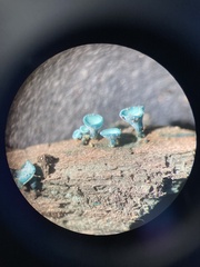 Chlorociboria aeruginascens