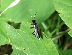 Vulgichneumon bimaculatus