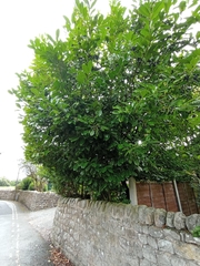 Prunus laurocerasus