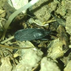 Neurocladus brachiidens