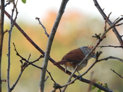 Thamnophilus doliatus