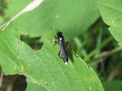 Vulgichneumon bimaculatus