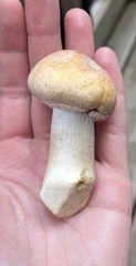 Cortinarius caperatus