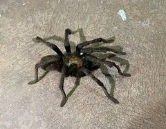 Aphonopelma gabeli