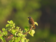 Geothlypis poliocephala