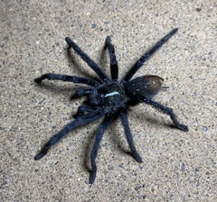 Aphonopelma gabeli
