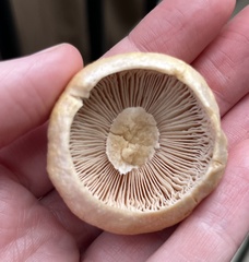 Cortinarius caperatus