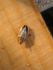 Aelia rostrata