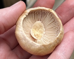 Cortinarius caperatus