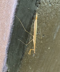 Bistanta mexicana