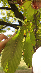 Aesculus hippocastanum
