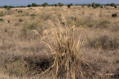 Cortaderia selloana