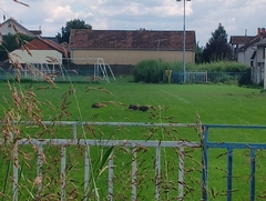 Numida meleagris domesticus