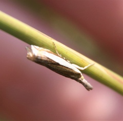 Crambus