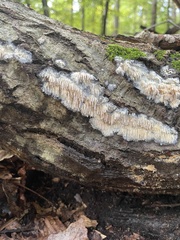 Radulomyces copelandii