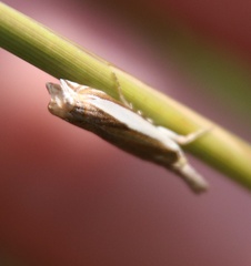 Crambus