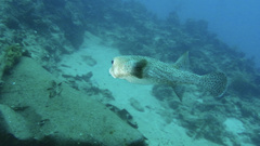 Diodon hystrix