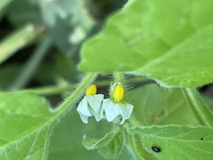 Solanum sarrachoides