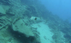 Diodon hystrix