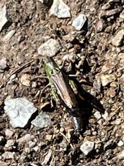 Gomphocerus sibiricus