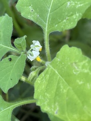 Solanum sarrachoides