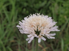 Knautia