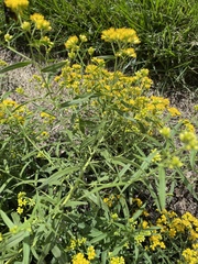 Euthamia caroliniana