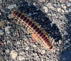 Pleuroloma flavipes