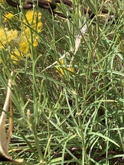 Asclepias subverticillata