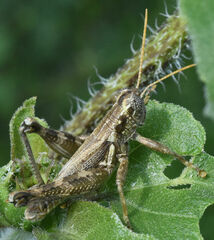 Campylacantha olivacea