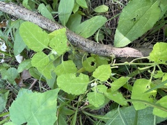 Solanum sarrachoides