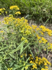 Euthamia caroliniana