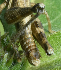 Campylacantha olivacea