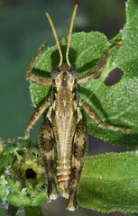 Campylacantha olivacea