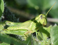 Campylacantha olivacea