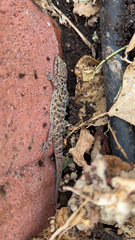 Hemidactylus turcicus