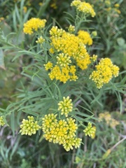 Euthamia graminifolia