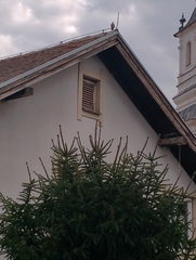 Streptopelia decaocto