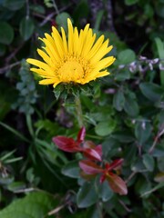 Berkheya decurrens